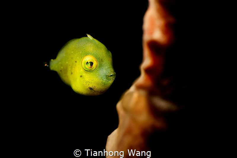 SLEEPY EYES 
juvenile file fish  i use two fit pro +10 i... by Tianhong Wang 