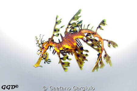 Not much manipulation required. I have uploaded the one w... by Gaetano Gargiulo 