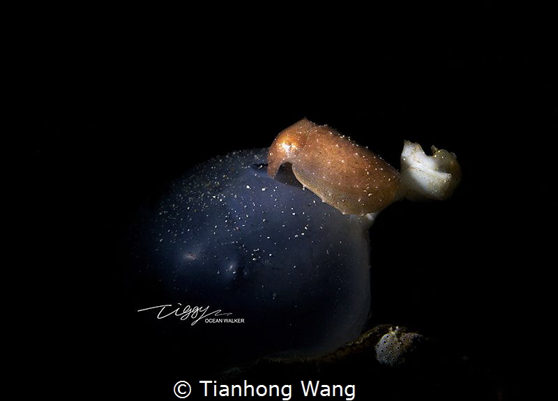 TRANSFORMER
Newly born by Tianhong Wang 