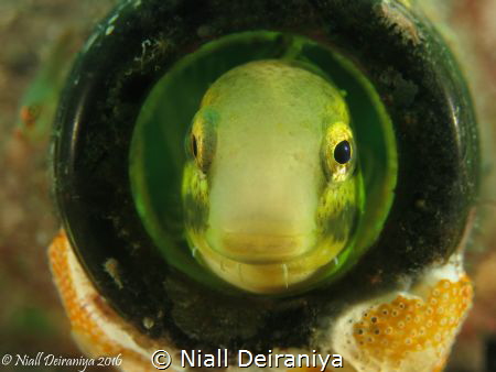 small blenney head on in a beer bottle by Niall Deiraniya 