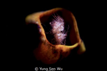 Location :Lembeh Indonesias Canon 5dsr Canon EF 100mm f/2... by Yung Sen Wu 