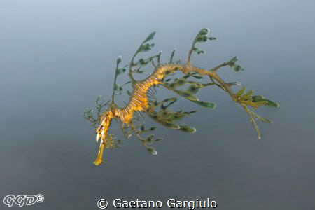 "Natural Colors" just the background is been manipulated ... by Gaetano Gargiulo 