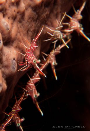 The odd one out! Dancing shrimps in Bali. by Alex Mitchell 