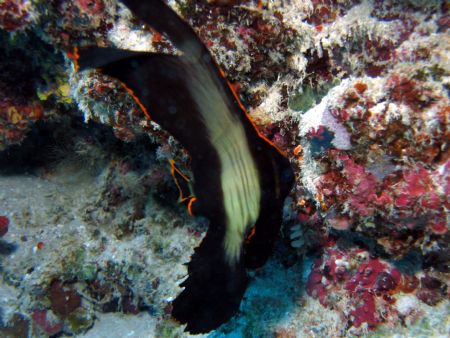 Taken at Bohayan Island, East Malaysia by Dennis Siau 