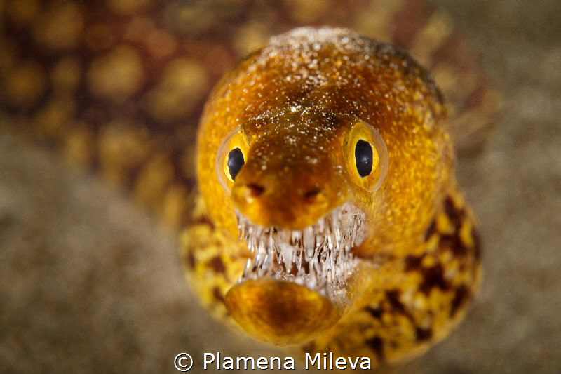 Morena picopato / Fangtooth moray by Plamena Mileva 