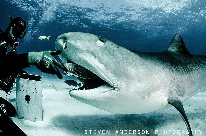 A quick breakfast snack at Tiger Beach Bahamas by Steven Anderson 