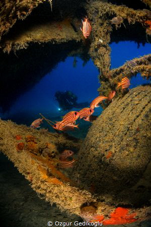 Lessepsian visitors and a diver under the plane wreck by Ozgur Gedikoglu 