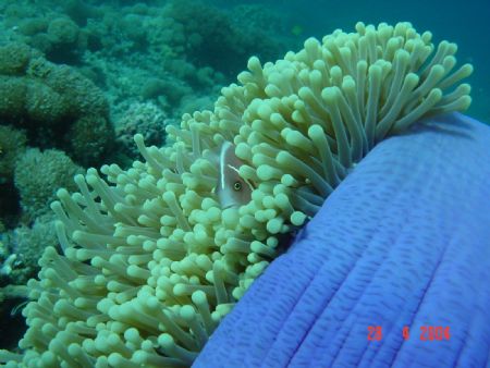 Skunk anemone in Manado, Indonesia in 2004. by Evelyn Foo 