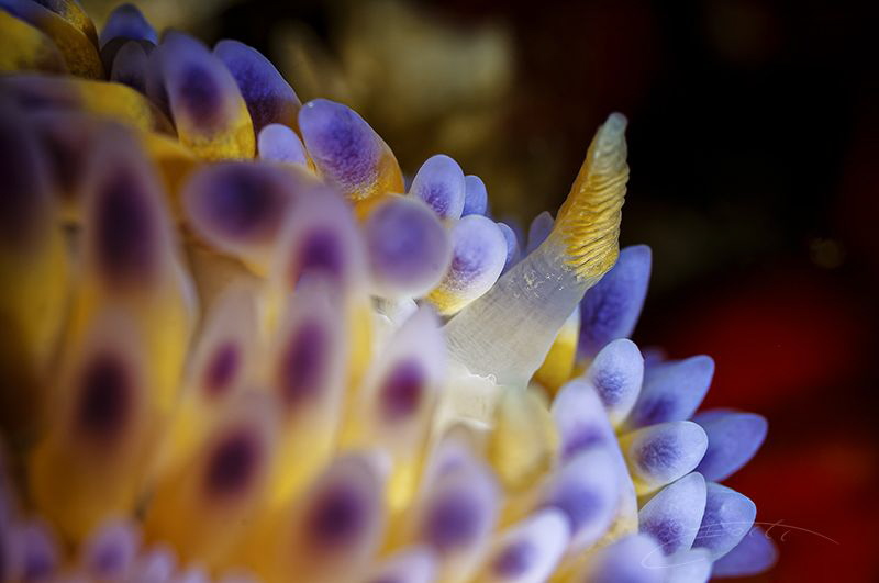 ~ Unicorn ~ by Geo Cloete 
