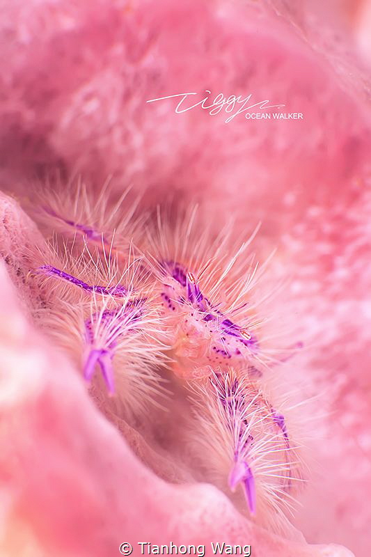 PINK WORLD 
Apr.2016 Anilao by Tianhong Wang 