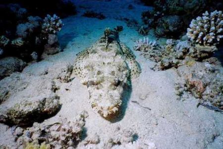 Crocodille Fish, Yollanda Reef, Ras Mohamed Park, Egypt by Erich Reboucas 