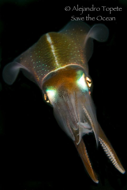 Squid move, Veracruz Mexico by Alejandro Topete 