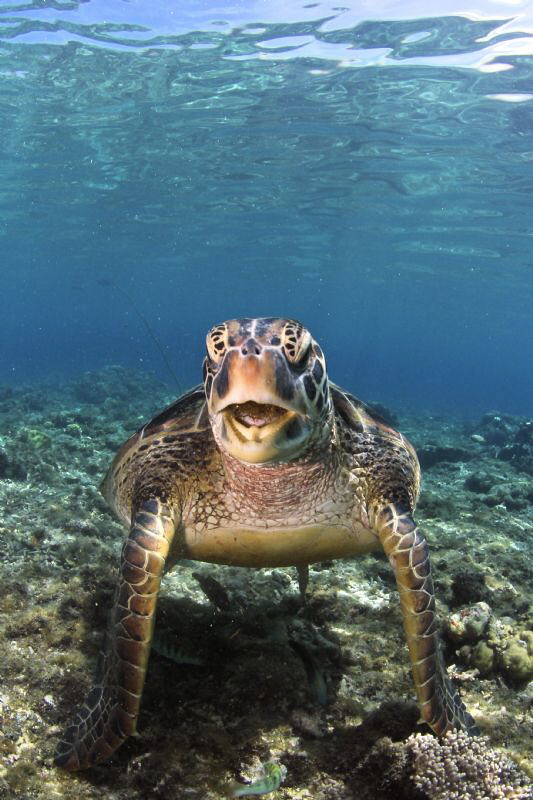 Turtle at Apo Island by Iyad Suleyman 