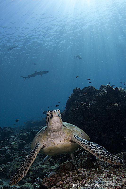 Turtle and Shark by Iyad Suleyman 