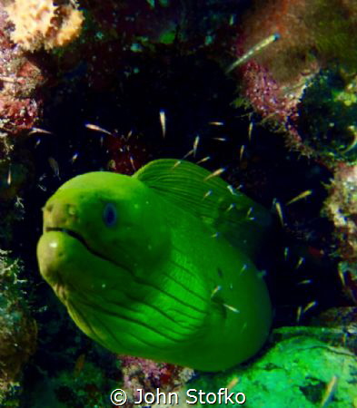 Posing green moray by John Stofko 