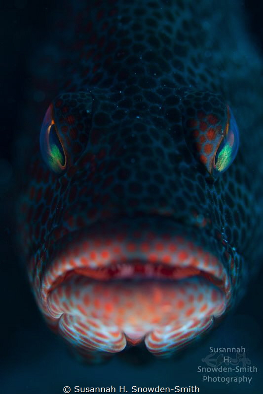 "Take Me To Your Leader"

A graysby fish stares menacin... by Susannah H. Snowden-Smith 