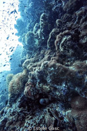 a eel hide in the rocs by Estelle Gasc 