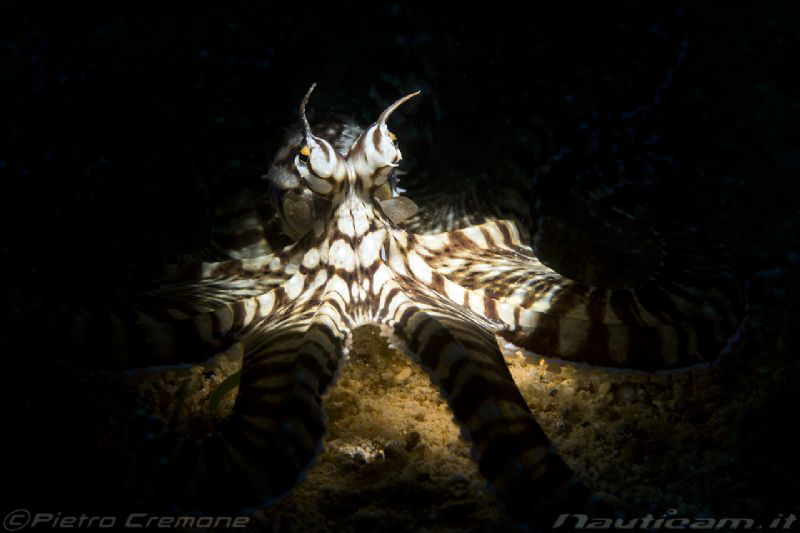 Snooted wonderpus by Pietro Cremone 