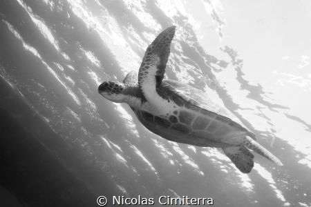 A green turtle swimming in the ocean by Nicolas Cimiterra 