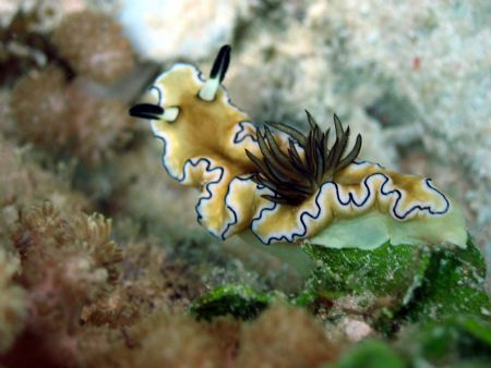 Taken at Bohayan Island, East Malaysia by Dennis Siau 