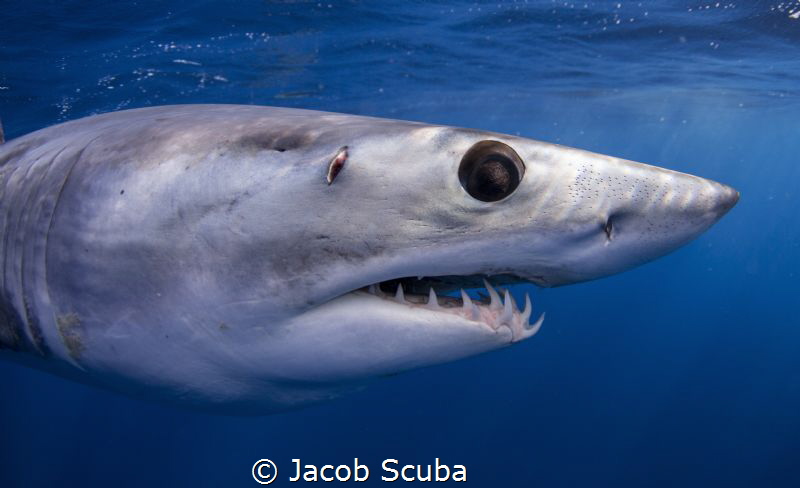 Mako close up by Jacob Scuba 