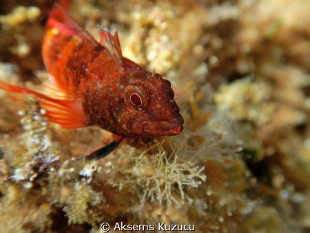 pretty goby by Aksems Kuzucu 