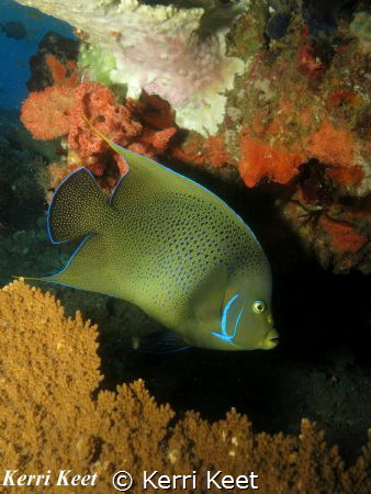 Angelfish by Kerri Keet 
