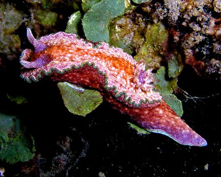 This nudibranch clad in pastel colors was spotted at Dili... by Nick Hobgood 