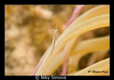 Macro by Niky Šímová 