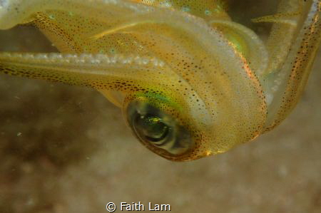 Olympus TG3, Inon Z240 strobe. f6.3, 1/200, iso200. Night... by Faith Lam 