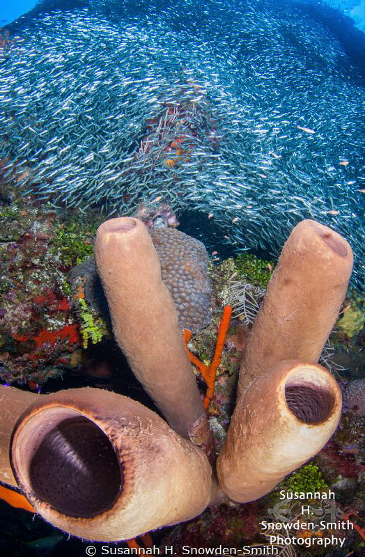 "Silver Rush"
Silversides rush over sponges on the North... by Susannah H. Snowden-Smith 
