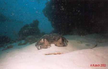 This Picture is taken during a dive in the maldives by Andy Kutsch 
