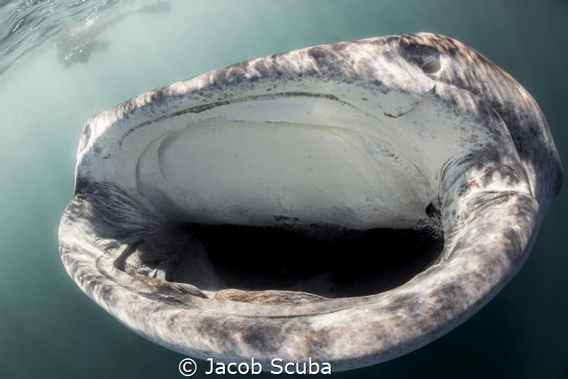 Big mouth by Jacob Scuba 