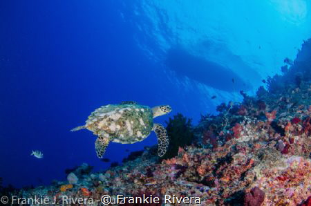 A sea of clarity by Frankie Rivera 