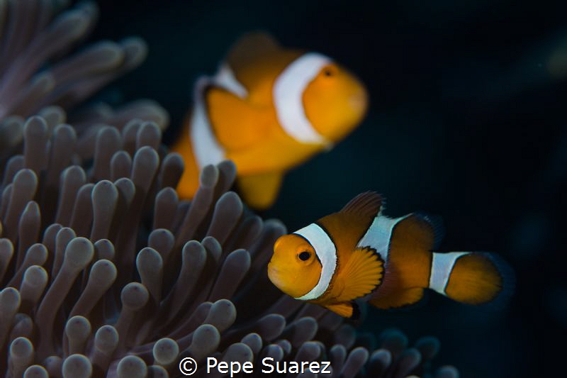 Nemo and Merlin at their house :) by Pepe Suarez 