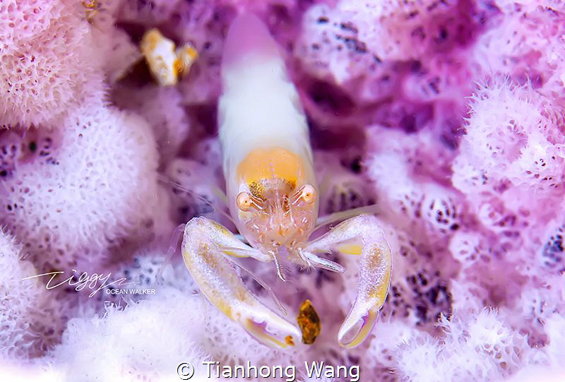 SECRET GARDEN
shrimp in the dream world by Tianhong Wang 