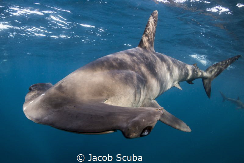 smooth hammerhead super close up by Jacob Scuba 