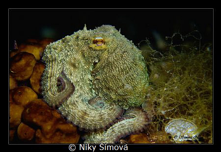 Octopus, night diving by Niky Šímová 