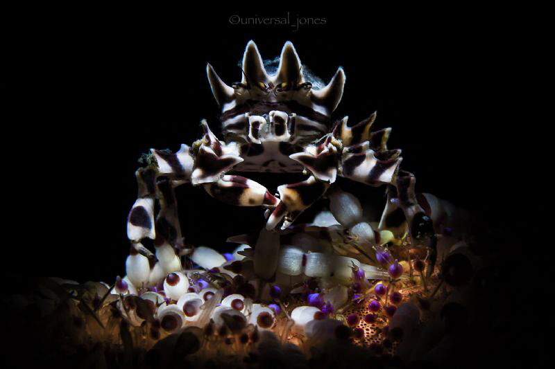 Zebrida adamsii in Retra snoot light by Wayne Jones 