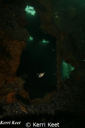 Fish posing in a "window" on the wreck of the SAS Pieterm... by Kerri Keet 