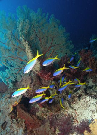 Fusiliers made a colourful site swimming amongst the Gorg... by Christine Hamilton 