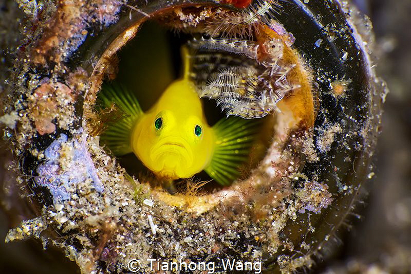MY UNTIDY HOME
by the expression on its face , it seemed... by Tianhong Wang 