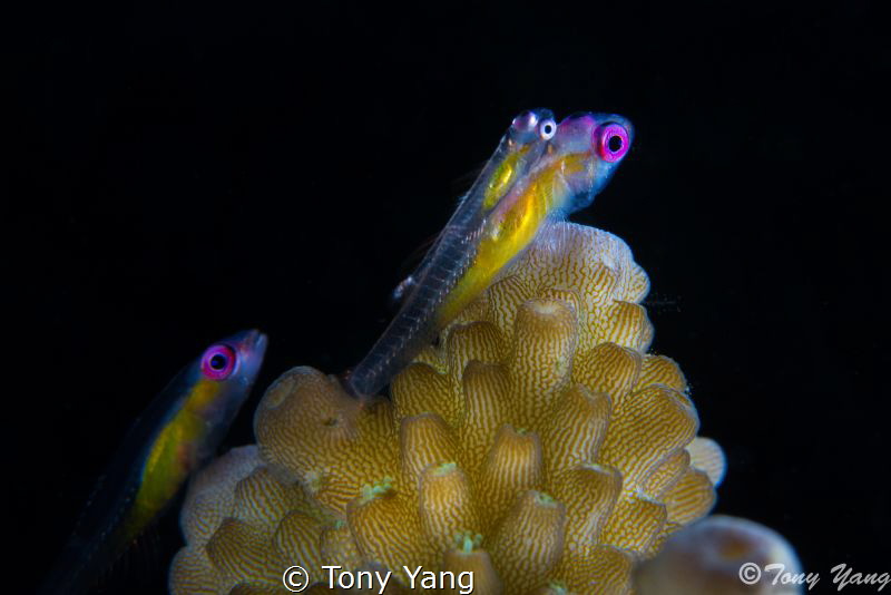 A family of three by Tony Yang 