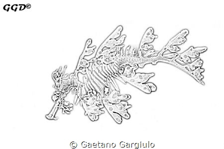 sea dragon sketch by Gaetano Gargiulo 