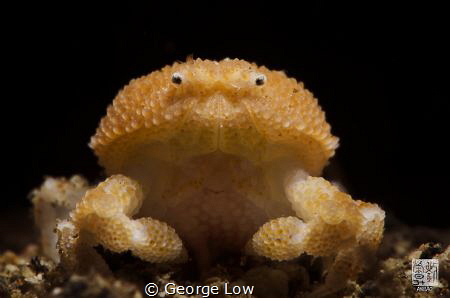 Pearl Granular Crab by George Low 