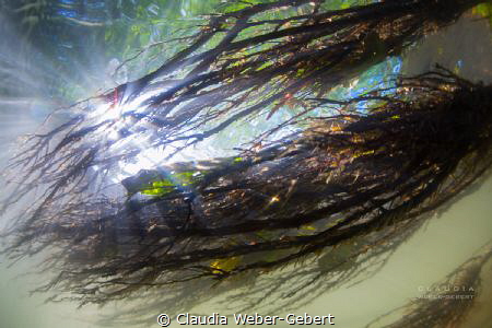 let the sun shine in... river photography by Claudia Weber-Gebert 
