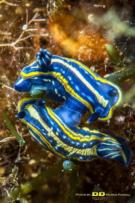 Sex and the Sea!! by Marco Faimali (ismar-Cnr) 