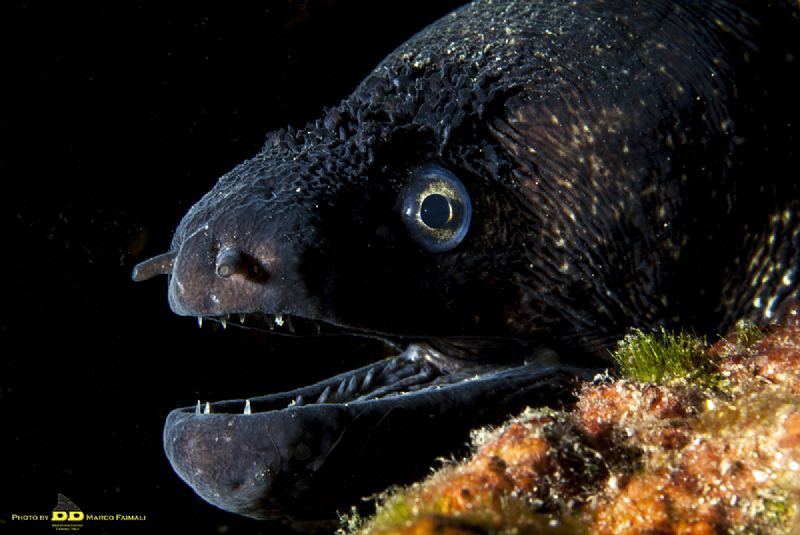Muraena helena by Marco Faimali (ismar-Cnr) 