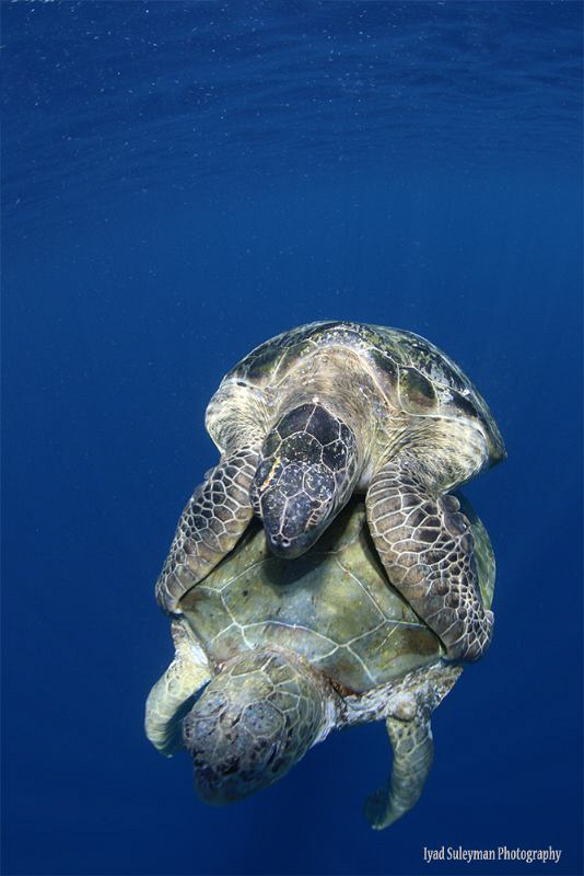 Mating Sea Turtles by Iyad Suleyman 