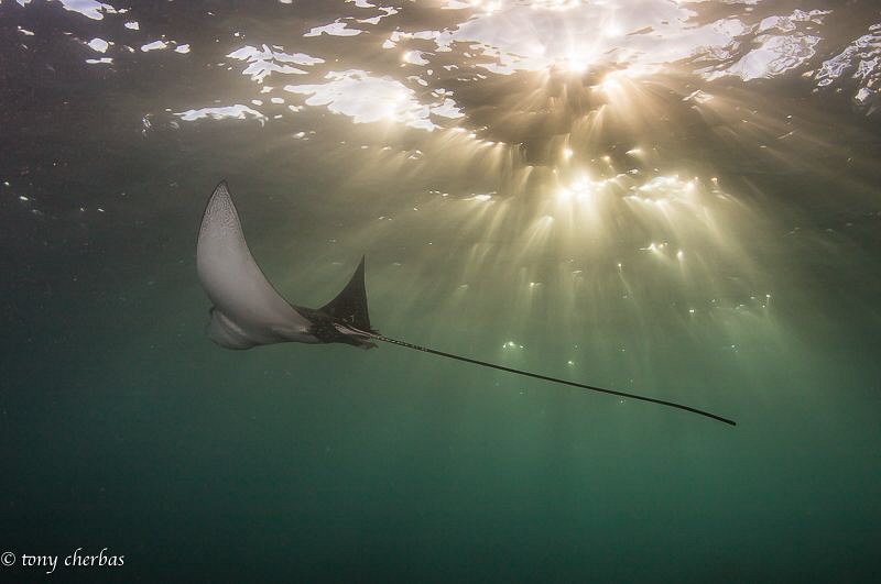 An Eagle Ray cruises the shallows at magic hour by Tony Cherbas 